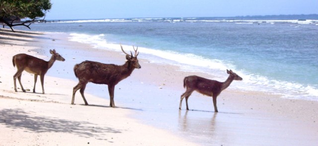 Authentic Indonesia Tours - Crafted By Tridima Travel UK